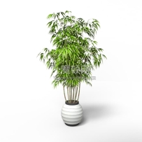C4D模型-绿植模型盆栽竹子模型