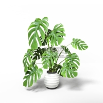 C4D模型-绿植模型盆栽龟背竹模型