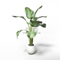 C4D模型-绿植模型盆栽芭蕉叶模型