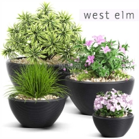C4D模型-植物模型盆栽模型花盆模型盆景模型